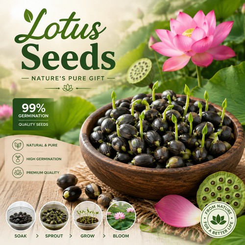 100x lotus seeds aquatic - lotus,