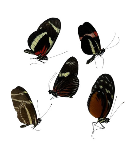 Heliconius mix papered - heliconius,