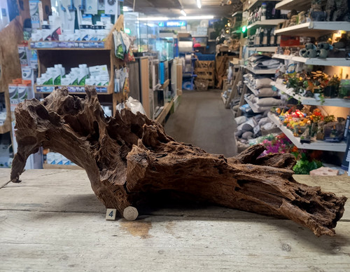 Large mangrove 85cm root - mangrove,