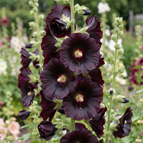 Hollyhock arabian nights - hollyhock,