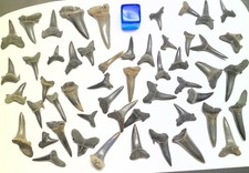 52 Medium/Large Fossil Sharks