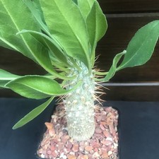 Pachypodium namaquanum / rare / caudex