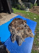 Raw Unwashed Rare Sheep Fleece