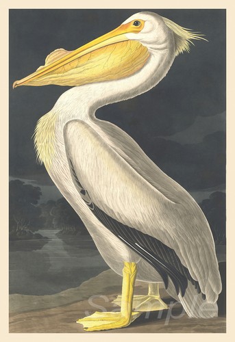White pelican john james - john,