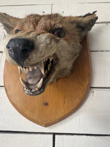 Taxidermy fox head - taxidermy,