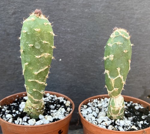Opuntia cobra cactus - opuntia,