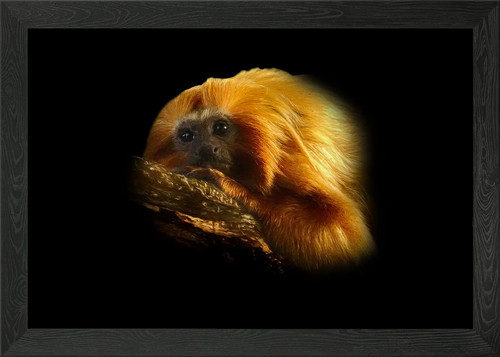 Golden lion tamarin framed - golden,