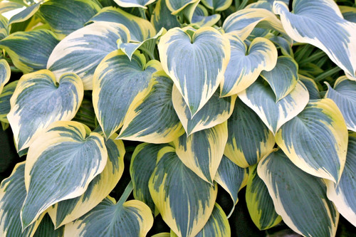 Hosta first frost plantain - hosta,