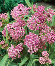 Pack 2 Pink Milkweed Plants