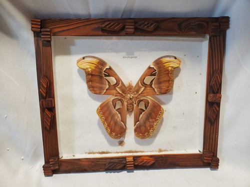 Large framed atlas moth - large,
