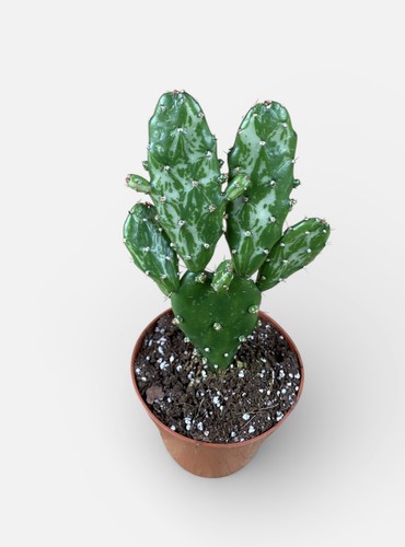 Opuntia monocantha variegated - opuntia,