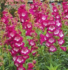 35 COTTAGE GARDEN PENSTEMON SEEDS HARDY PERENNIAL