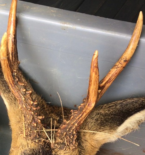 Antlers from roe - 4, points