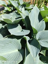 Hosta Abby