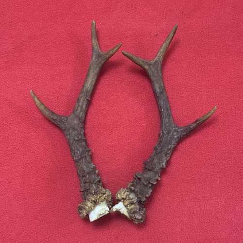Pair roe deer antlers - of,
