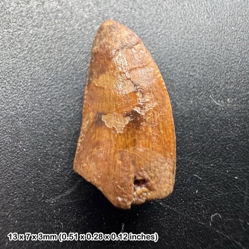 Genuine raptor dinosaur tooth