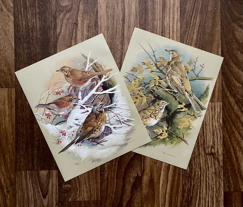 Basil ede vintage - basil, bird