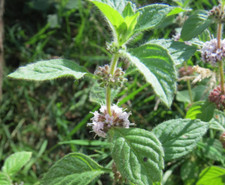Herb plants,  garden ready