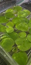 5x Mature Frogbit Aquarium Fresh Water Tropical Pond Plant Live Plant