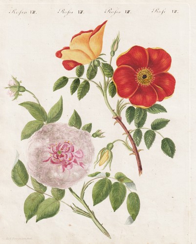 Rosa punicea fire - , roses