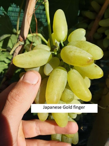 Japanese golden finger - golden,