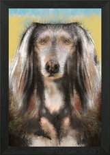 Saluki dog framed - saluki,