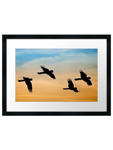 Black cockatoo sunrise - sunrise, framed