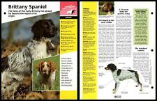 Brittany Spaniel - Breed - Dogs Of The World Atlas Fact File Card