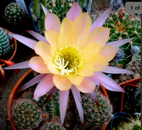 Fresh cactus seed x20 - cactus,