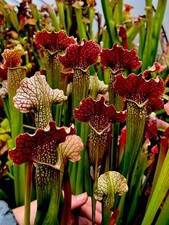 Sarracenia x Rita Soper (carnivorous pitcher plant)