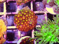 Iron Man gonipora Marine Aquarium LPS Hard Coral