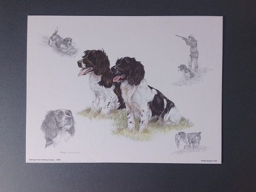Nigel hemming springer spaniel - hemming,
