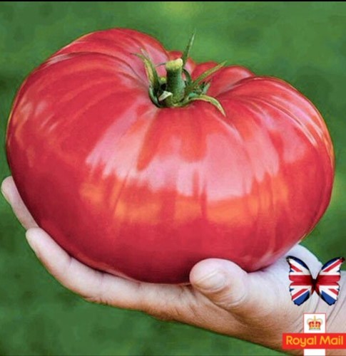 Tomato seeds siberian - 25, “