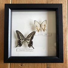 Taxidermy Black Framed