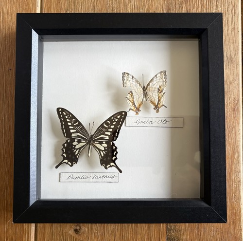 Taxidermy black framed - taxidermy,