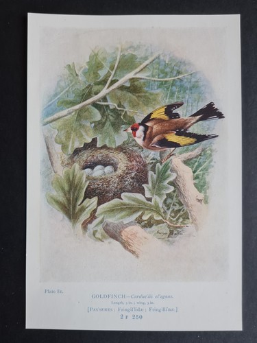 Antique 1910 print goldfinch - 1910,