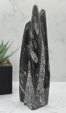 Fossil Orthoceras Nautiloid