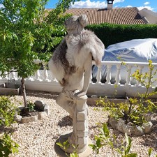 Vintage Blue Fox Fur Cape