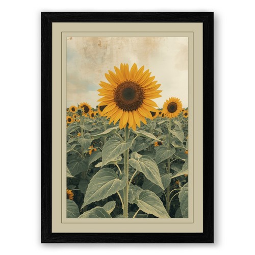 Sunflower field botanical - sunflower,