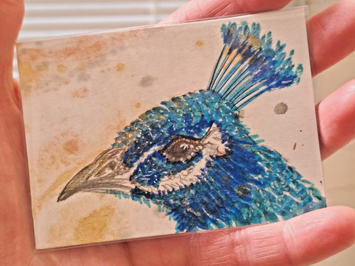 Peacock aceo original - peacock,