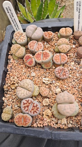 Lithops karasmontana forms - ,