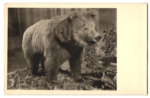 Photography brown bear - photography, a