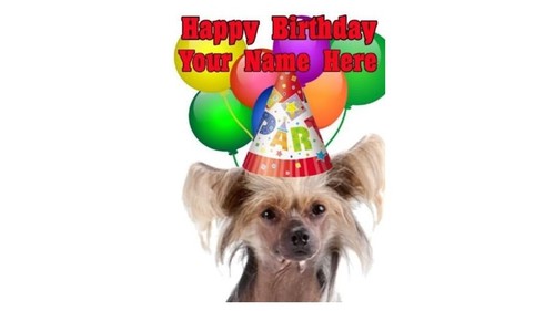 Chinese crested dog - dog, party