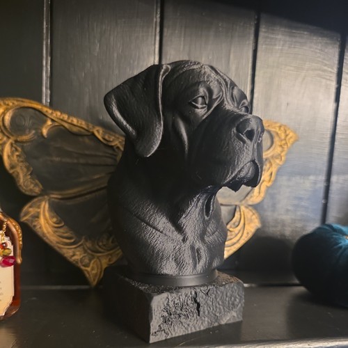 Cane corso bust - cane, memorial