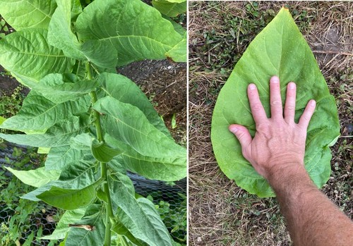 Amber leaf tobacco - leaf,