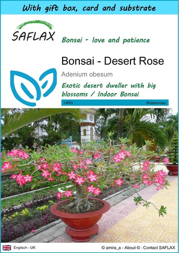 Saflax gift set bonsai - set,