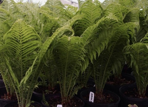 Fern plant large - plant, xl