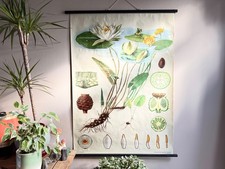 Vintage WATER LILY school