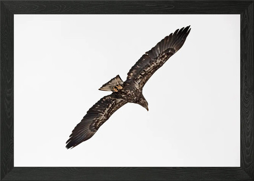 Juvenile bald eagle - , flying