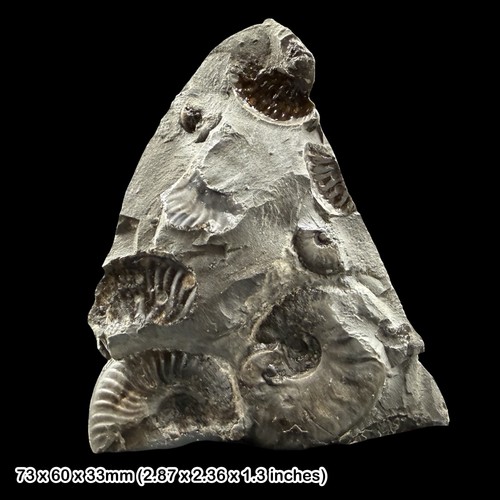 Eleganticeras fossil ammonite - fossil,
